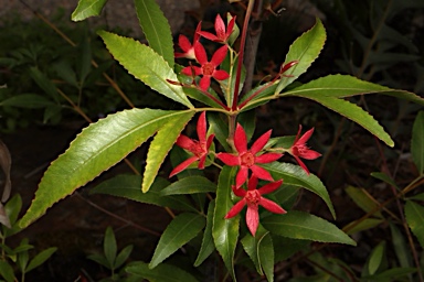 APII jpeg image of Ceratopetalum gummiferum 'Red Red Red Christmas'  © contact APII
