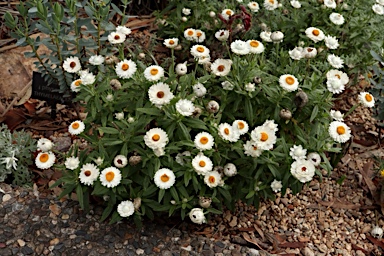 APII jpeg image of Xerochrysum 'Mohave White'  © contact APII