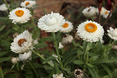 APII jpeg image of Xerochrysum 'Mohave White'  © contact APII