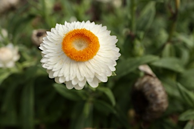 APII jpeg image of Xerochrysum 'Mohave White'  © contact APII