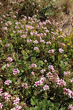 APII jpeg image of Pelargonium sp. striatellum (G.W.Carr 10345) G.W.Carr  © contact APII