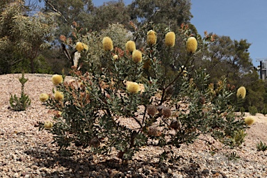 APII jpeg image of Banksia sceptrum  © contact APII