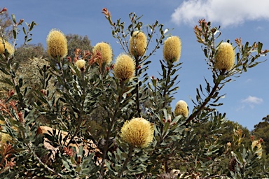 APII jpeg image of Banksia sceptrum  © contact APII