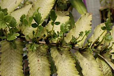 APII jpeg image of Callipteris prolifera  © contact APII