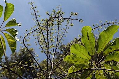 APII jpeg image of Heptapleurum bractescens  © contact APII