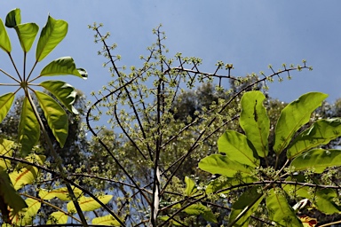 APII jpeg image of Heptapleurum bractescens  © contact APII