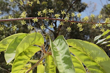 APII jpeg image of Heptapleurum bractescens  © contact APII