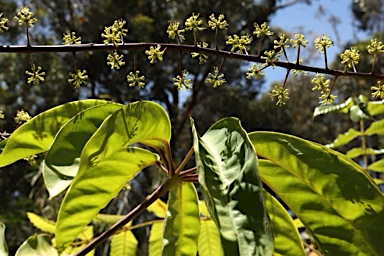 APII jpeg image of Heptapleurum bractescens  © contact APII