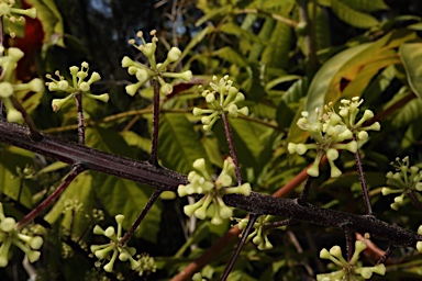 APII jpeg image of Heptapleurum bractescens  © contact APII