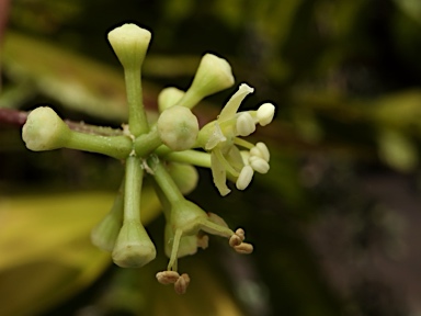 APII jpeg image of Heptapleurum bractescens  © contact APII