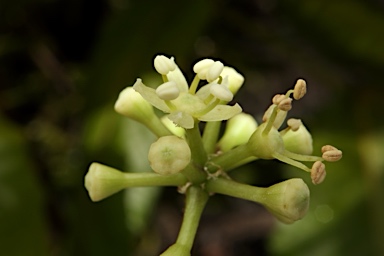 APII jpeg image of Heptapleurum bractescens  © contact APII