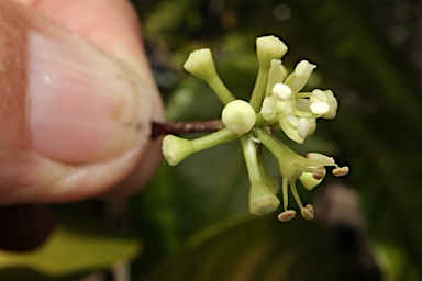 APII jpeg image of Heptapleurum bractescens  © contact APII