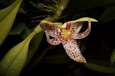 APII jpeg image of Bulbophyllum baileyi  © contact APII