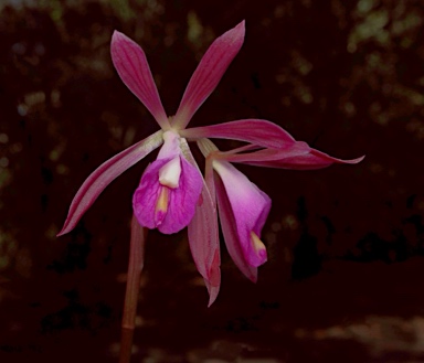 APII jpeg image of Nervilia dallachyana  © contact APII