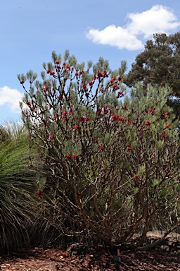 APII jpeg image of Calothamnus tuberosus  © contact APII