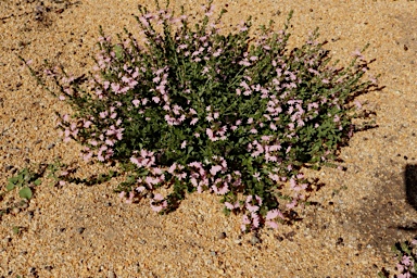 APII jpeg image of Scaevola striata 'Pink Perfection'  © contact APII