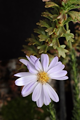 APII jpeg image of Olearia sp. Rhizomatica (I.R.Telford 11549  © contact APII