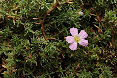 APII jpeg image of Frankenia connata  © contact APII