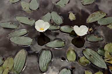 APII jpeg image of Ottelia ovalifolia subsp. ovalifolia  © contact APII