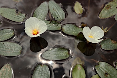 APII jpeg image of Ottelia ovalifolia subsp. ovalifolia  © contact APII