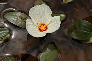 APII jpeg image of Ottelia ovalifolia subsp. ovalifolia  © contact APII