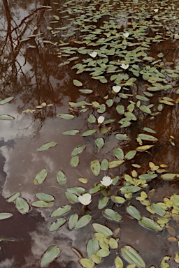 APII jpeg image of Ottelia ovalifolia subsp. ovalifolia  © contact APII