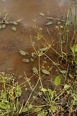 APII jpeg image of Damasonium minus  © contact APII