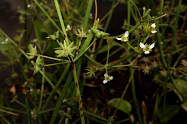 APII jpeg image of Damasonium minus  © contact APII