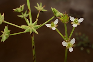 APII jpeg image of Damasonium minus  © contact APII