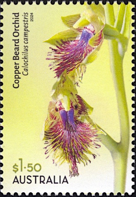 APII jpeg image of Calochilus campestris  © contact APII