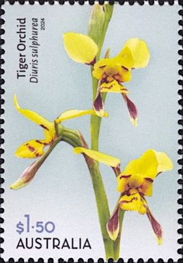 APII jpeg image of Diuris sulphurea  © contact APII