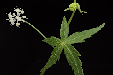 APII jpeg image of Trachymene geraniifolia  © contact APII