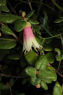 APII jpeg image of Correa 'Mallee Bell'  © contact APII