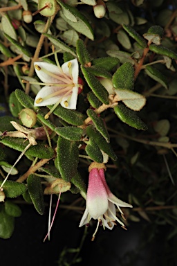 APII jpeg image of Correa 'Mallee Bell'  © contact APII