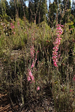 APII jpeg image of Epacris impressa  © contact APII
