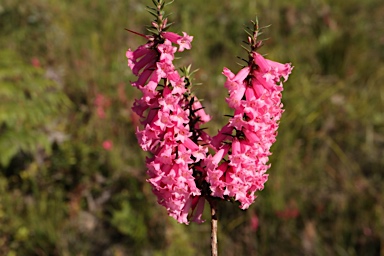 APII jpeg image of Epacris impressa  © contact APII