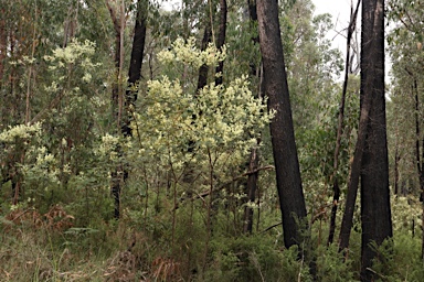 APII jpeg image of Acacia  © contact APII