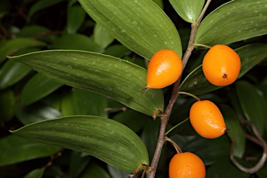 APII jpeg image of Drymophila moorei  © contact APII