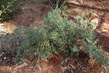 APII jpeg image of Acanthocarpus preissii  © contact APII