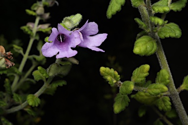 APII jpeg image of Prostanthera albohirta  © contact APII