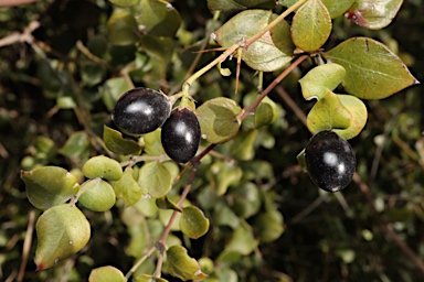 APII jpeg image of Carissa ovata  © contact APII