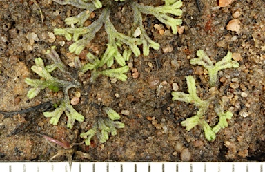 APII jpeg image of Riccia multifida  © contact APII
