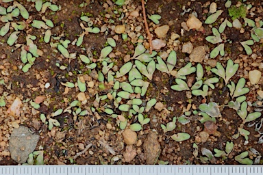 APII jpeg image of Riccia inflexa  © contact APII