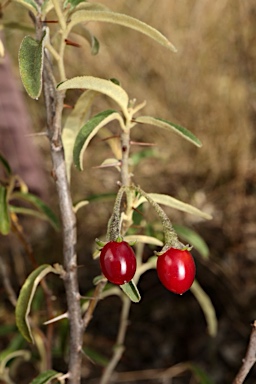APII jpeg image of Solanum parvifolium subsp. parvifolium  © contact APII