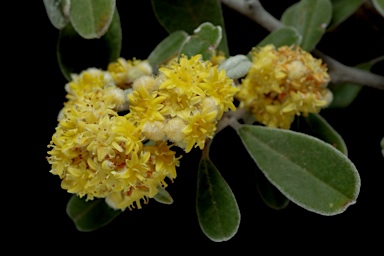 APII jpeg image of Spyridium obovatum  © contact APII