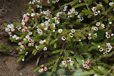 APII jpeg image of Micromyrtus ciliata  © contact APII