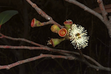 APII jpeg image of Eucalyptus dendromorpha  © contact APII