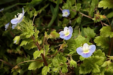 APII jpeg image of Veronica persica  © contact APII