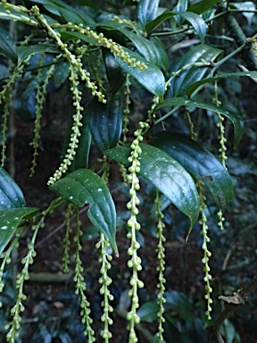 APII jpeg image of Ripogonum discolor  © contact APII