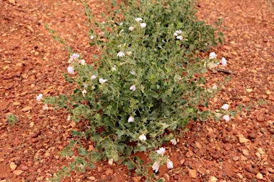 APII jpeg image of Scaevola parvibarbata  © contact APII